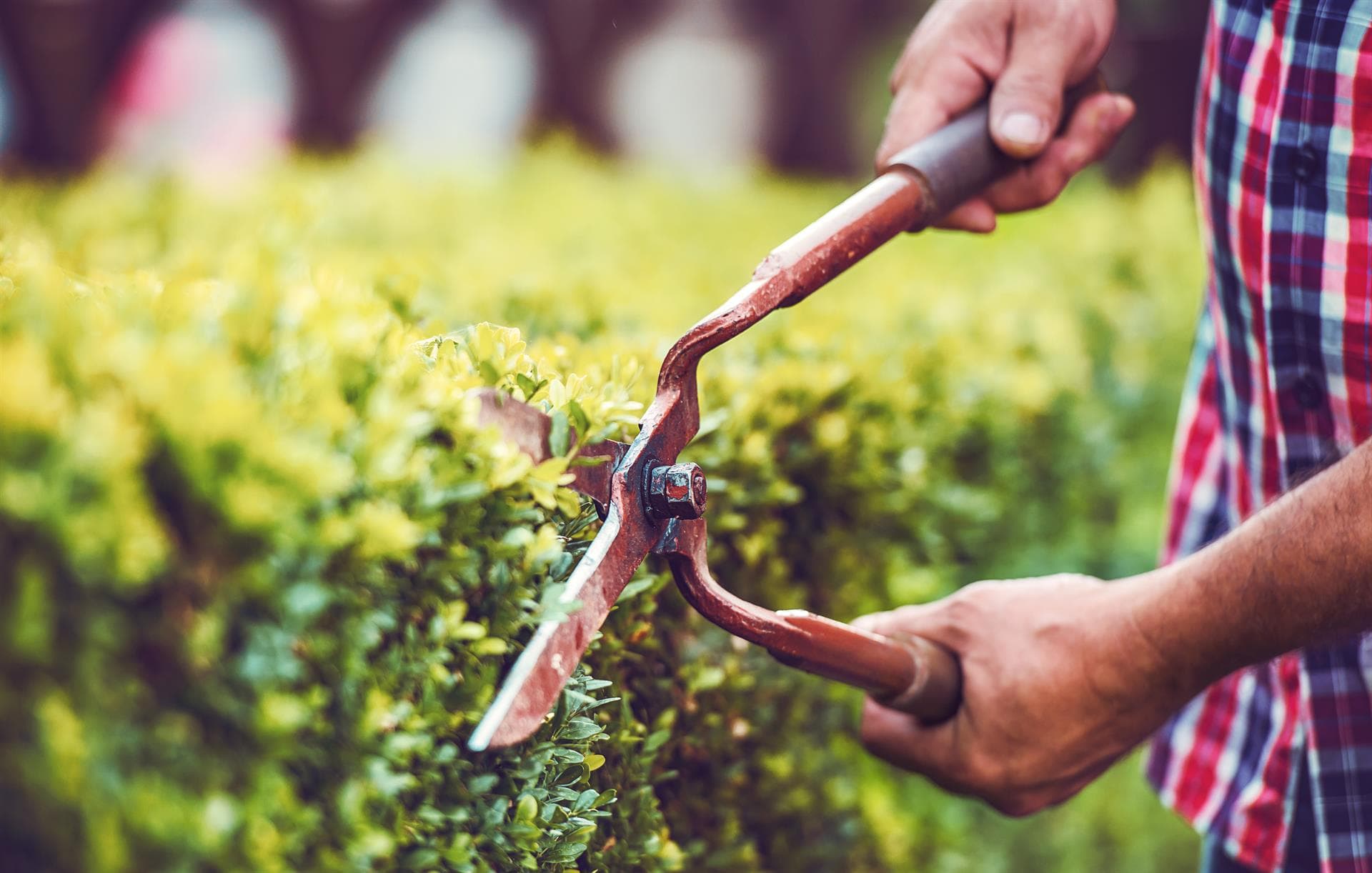 Contactar con Jardinería O Paraíso